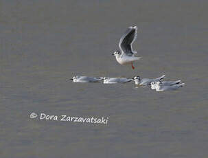 Mouette pygmée