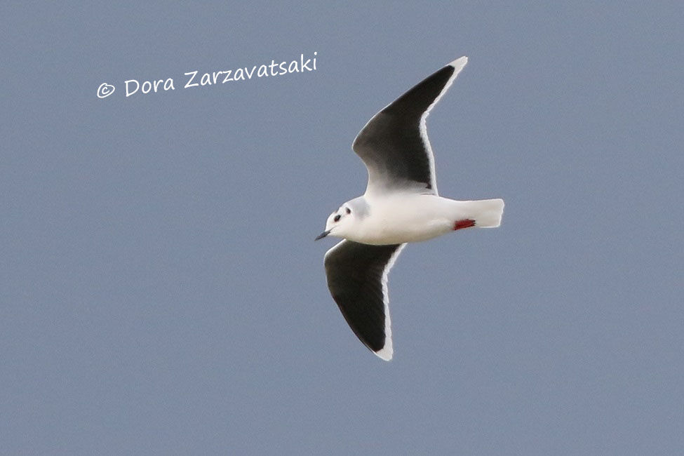 Mouette pygméeadulte internuptial, Vol