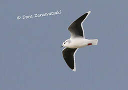 Little Gull