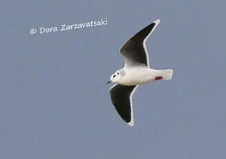 Mouette pygmée