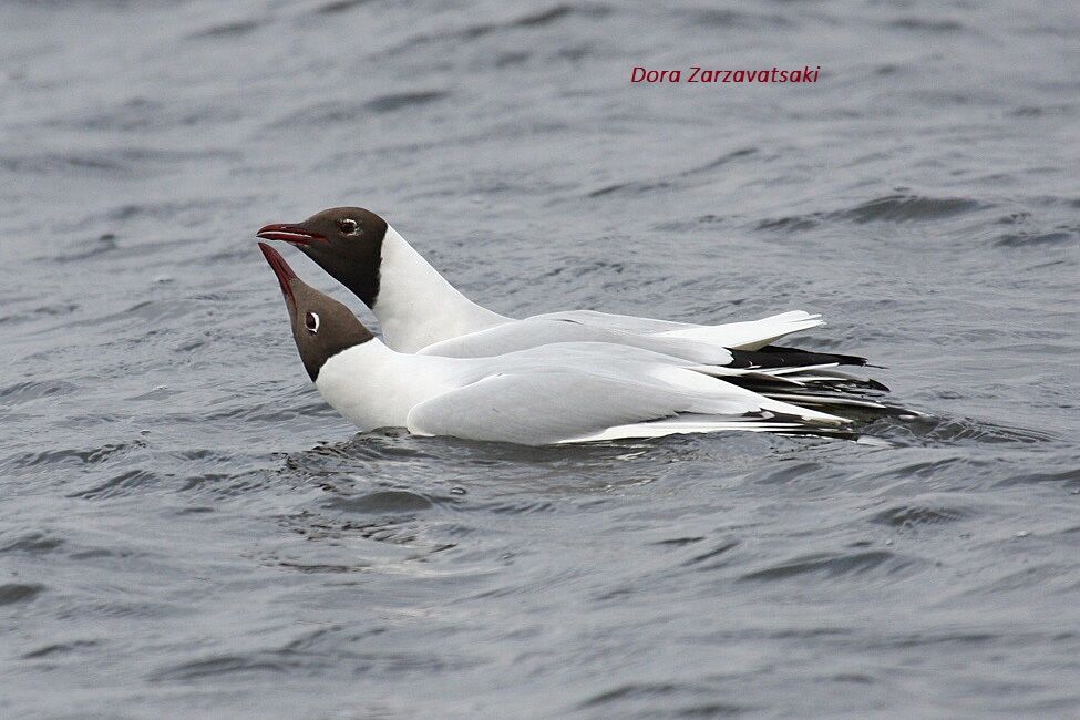 Mouette rieuse