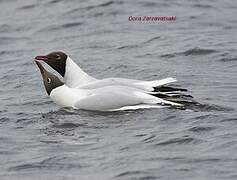 Black-headed Gull