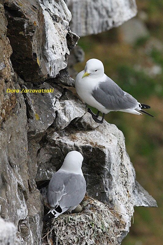 Black-legged Kittiwake 