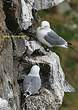 Mouette tridactyle