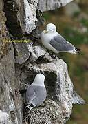 Black-legged Kittiwake