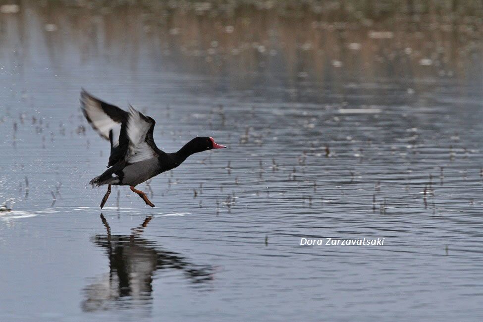 Rosy-billed Pochard