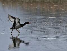 Rosy-billed Pochard