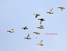 Red-crested Pochard