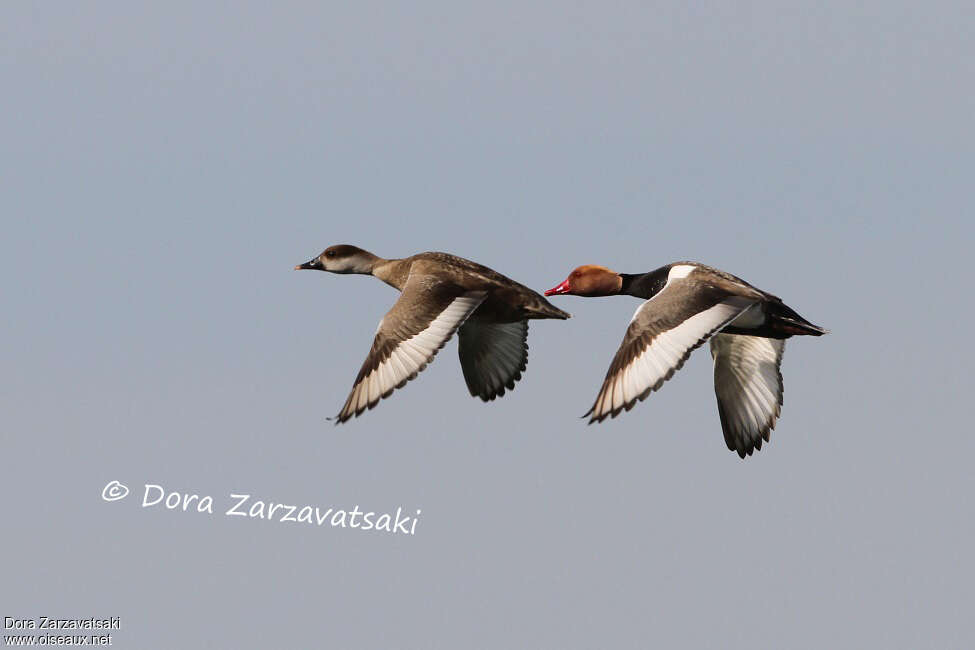 Red-crested Pochardadult breeding, Flight