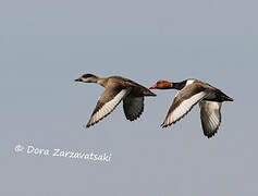 Red-crested Pochard