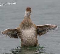 Red-crested Pochard