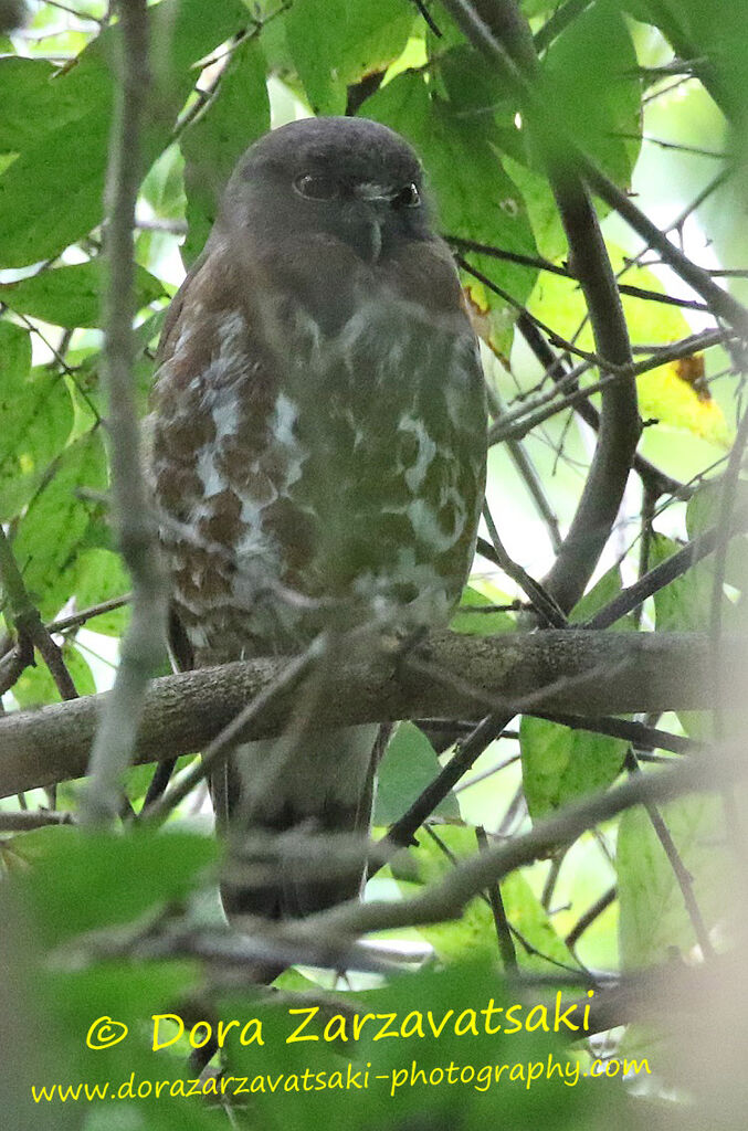 Brown Hawk-Owladult, identification