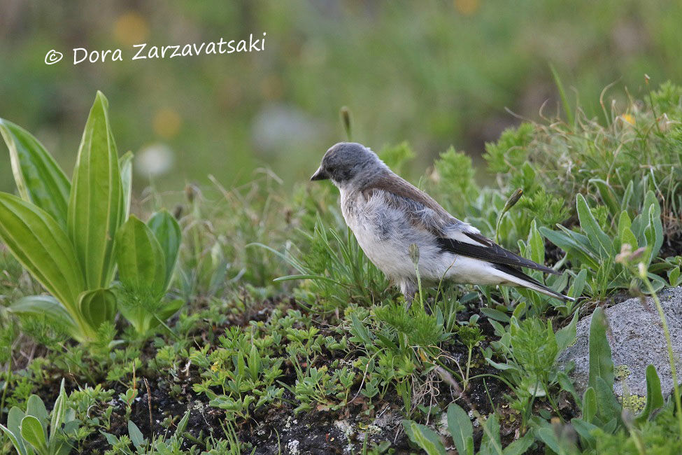 White-winged Snowfinch