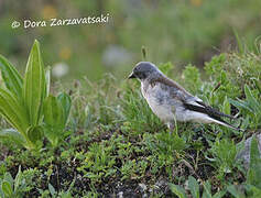 White-winged Snowfinch