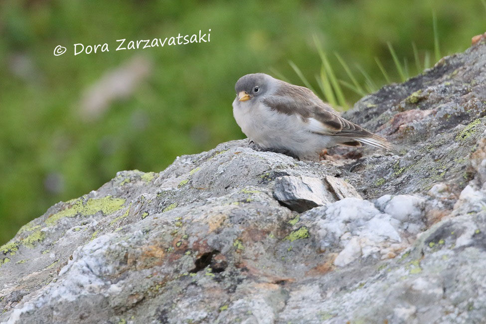 White-winged SnowfinchFirst year