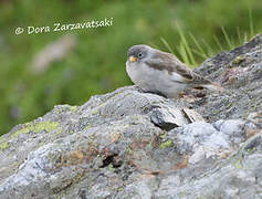 White-winged Snowfinch