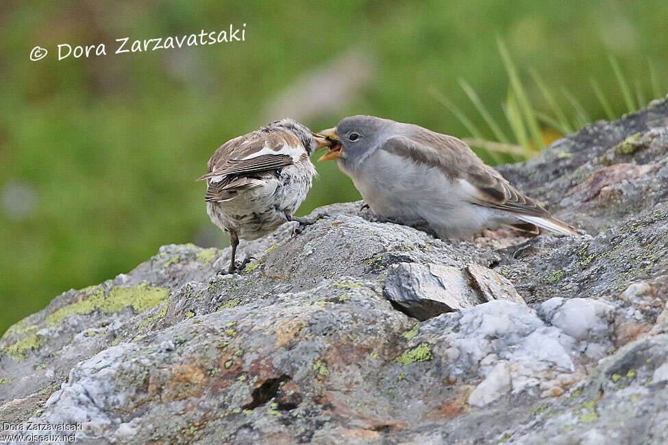 White-winged Snowfinch female juvenile, identification, Reproduction-nesting