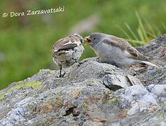 White-winged Snowfinch