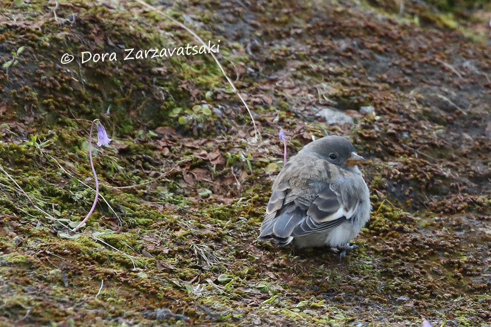 White-winged SnowfinchFirst year