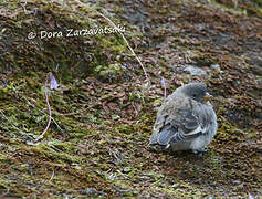 White-winged Snowfinch