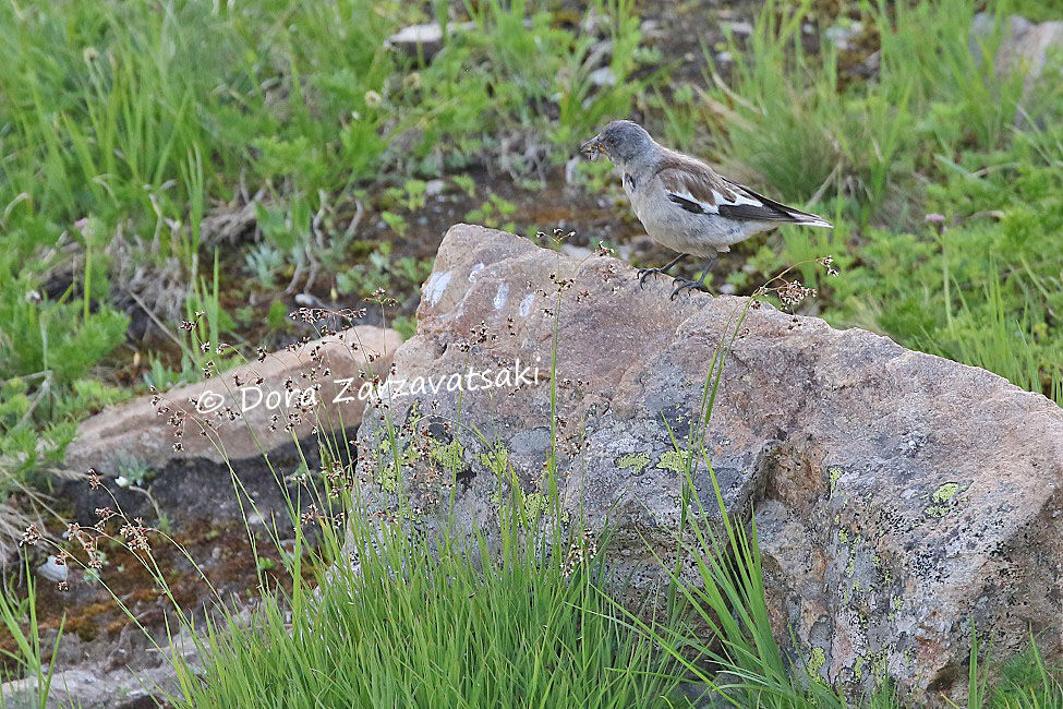 White-winged Snowfinchadult