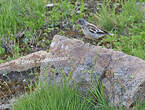 Niverolle alpine