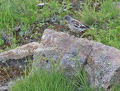 White-winged Snowfinch