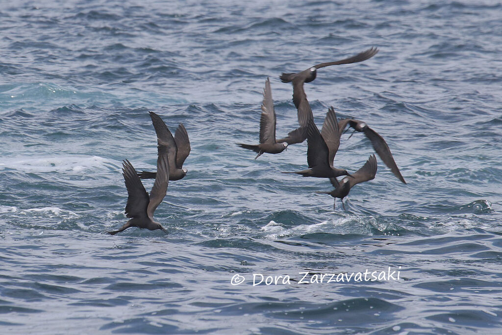 Noddi brunadulte, pêche/chasse