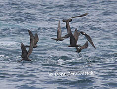 Brown Noddy