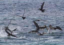 Brown Noddy