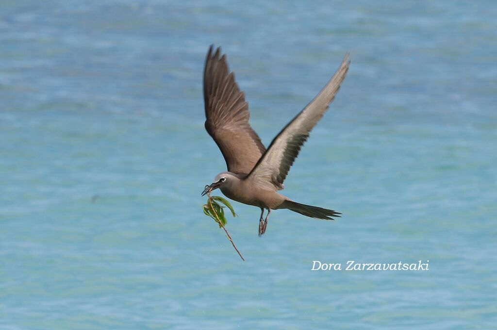 Brown Noddy