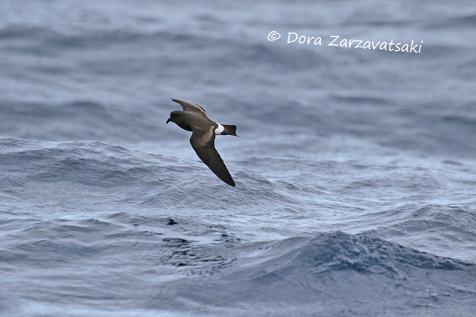 Band-rumped Storm Petrel