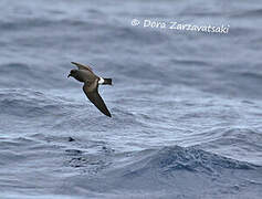 Band-rumped Storm Petrel