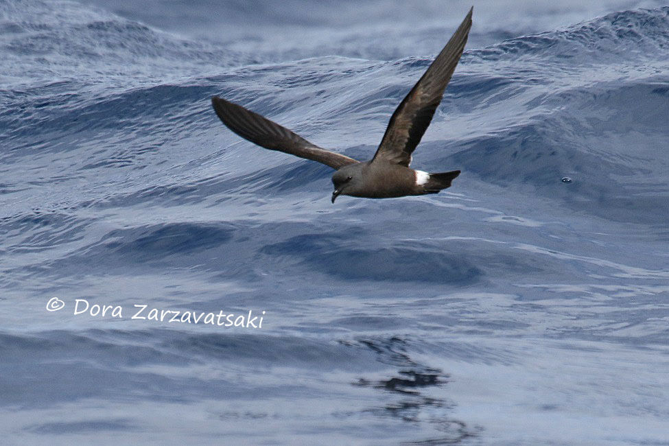 Band-rumped Storm Petrel