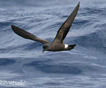 Band-rumped Storm Petrel