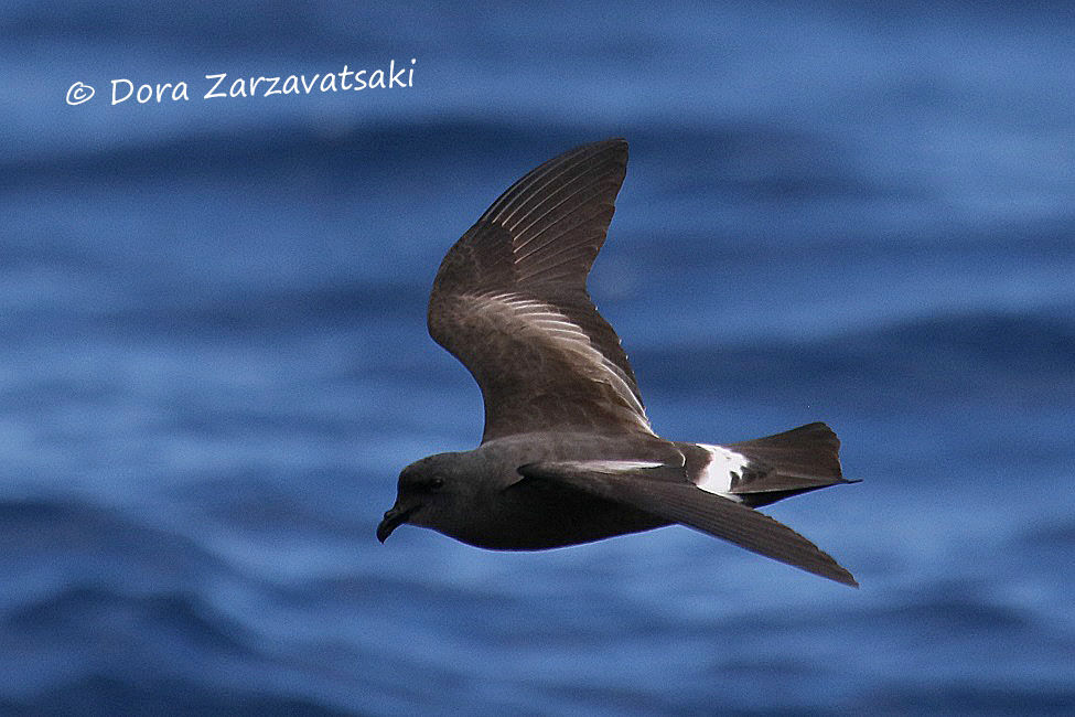 Band-rumped Storm Petreladult, identification