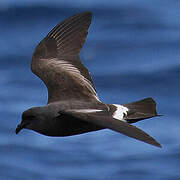 Band-rumped Storm Petrel