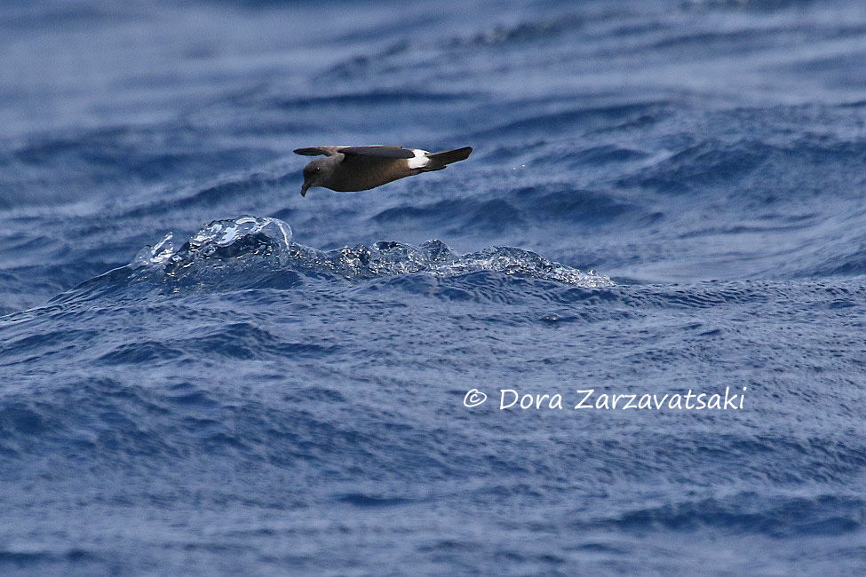 Band-rumped Storm Petrel