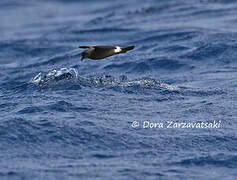 Band-rumped Storm Petrel