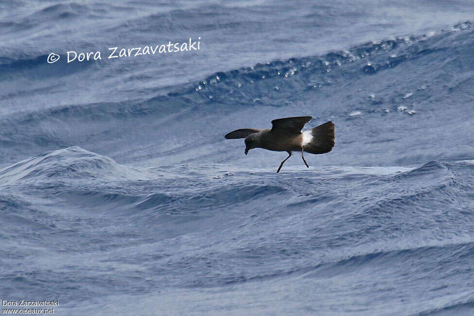 Band-rumped Storm Petreladult, habitat, fishing/hunting, Behaviour