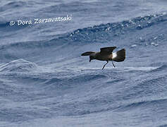 Band-rumped Storm Petrel