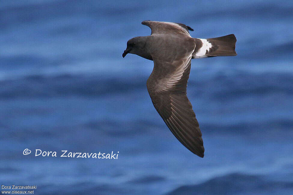 Band-rumped Storm Petreladult breeding, identification