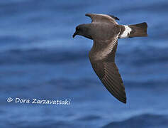 Band-rumped Storm Petrel