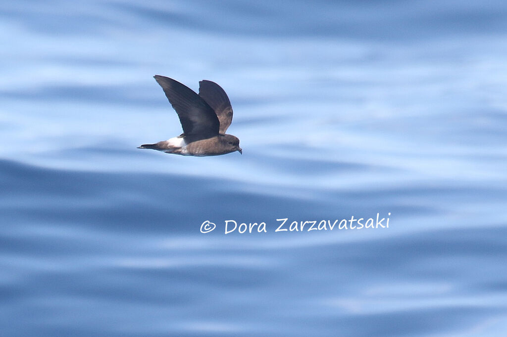 Wilson's Storm Petreladult, Flight