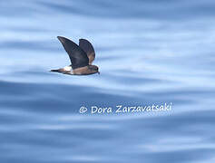 Wilson's Storm Petrel