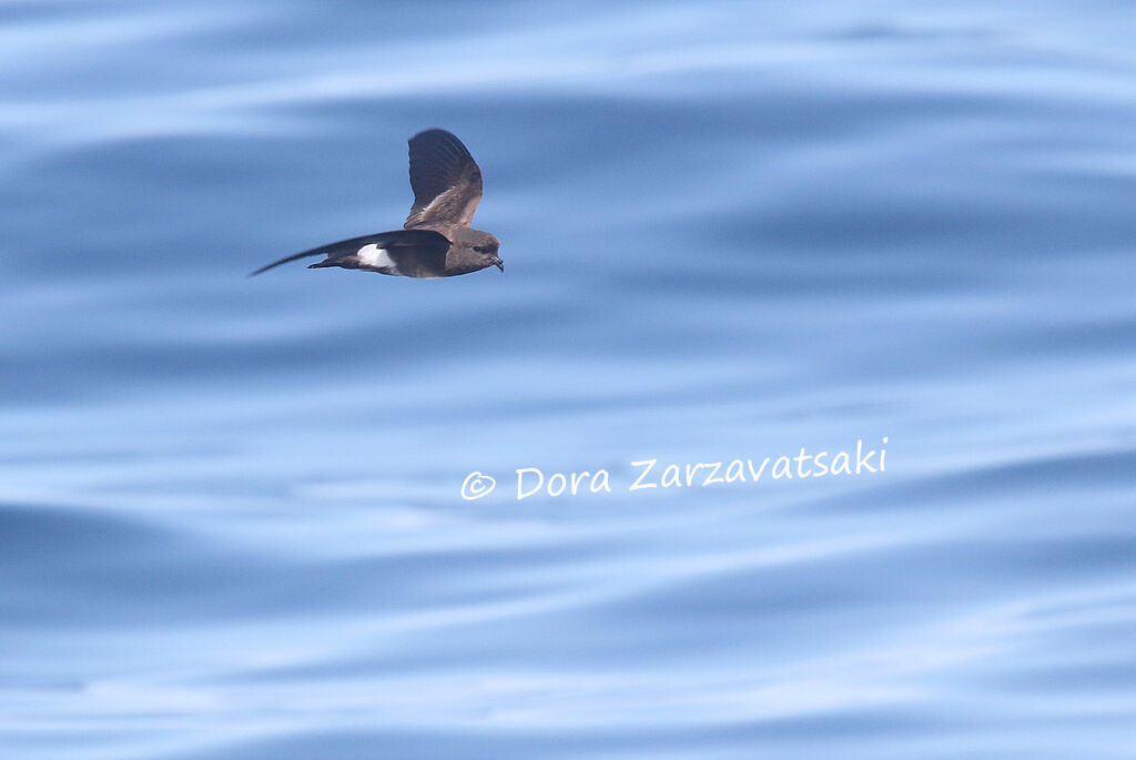 Wilson's Storm Petreladult, Flight