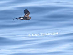 Wilson's Storm Petrel