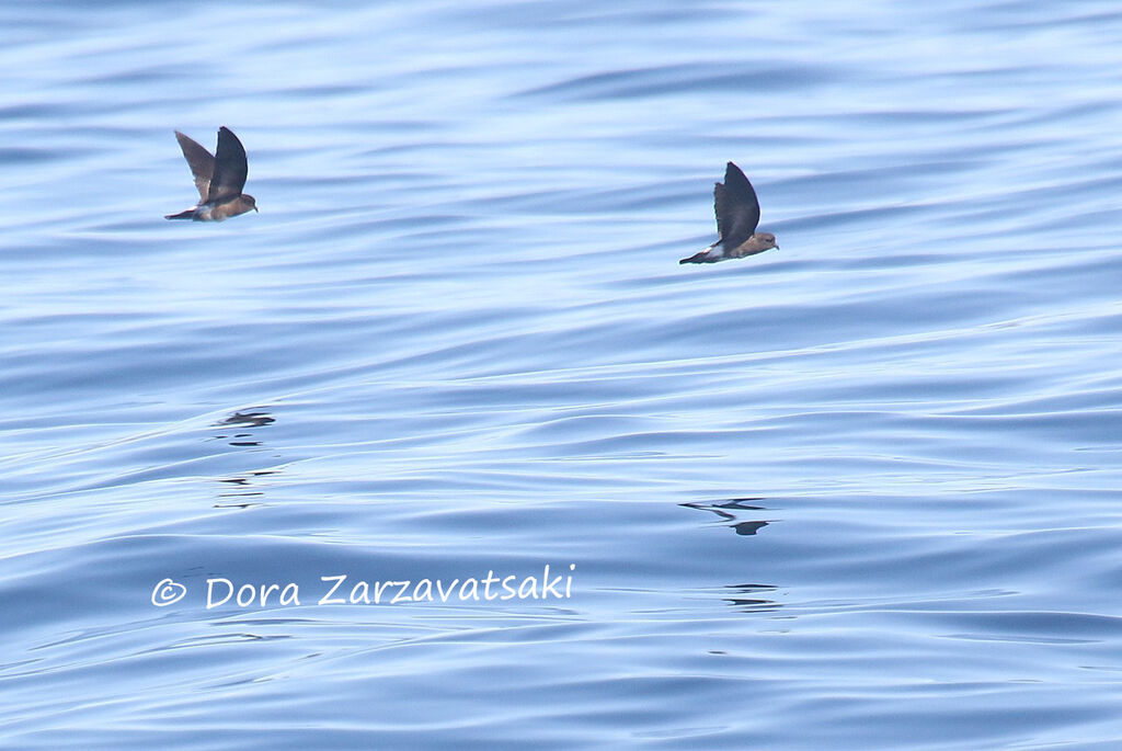 Wilson's Storm Petrel, Flight