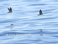 Wilson's Storm Petrel