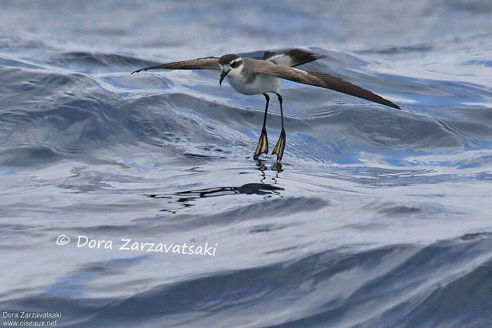 White-faced Storm Petreladult, Flight, Behaviour